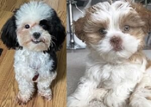 Champdogs Lhasa Apso Puppies