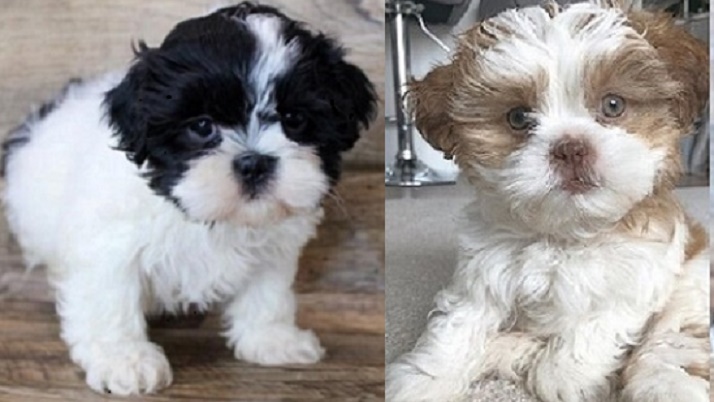 Chihuahua Lhasa Apso cross for sale