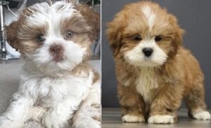 Female Lhasa Apso puppies for sale