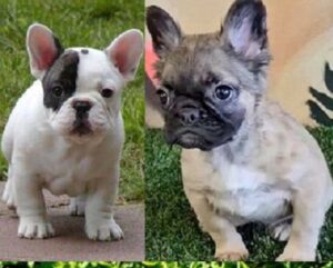 French Bulldog Breeders Omaha Nebraska