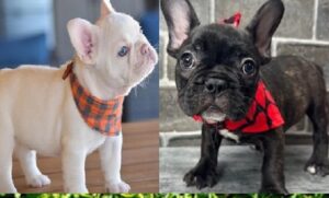 French Bulldog Puppies Myrtle Beach SC