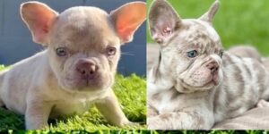 French Bulldog Puppies Reno NV