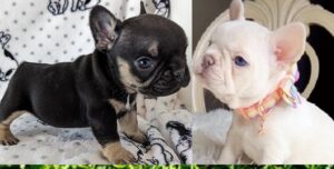 French Bulldog Puppies Wyoming