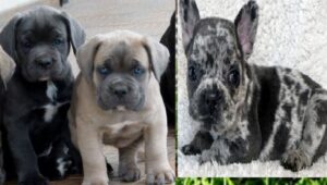 Italian Mastiff Cane Corso Puppies for sale