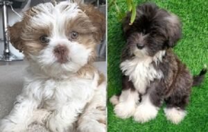 Lhasa Apso Breeders