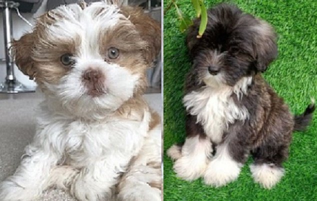 Lhasa Apso Breeders