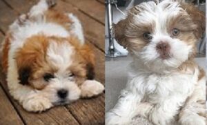 Lhasa Apso Poodle mix for sale