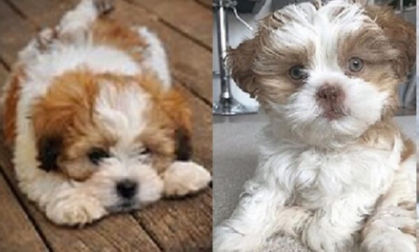 Lhasa Apso Poodle mix for sale