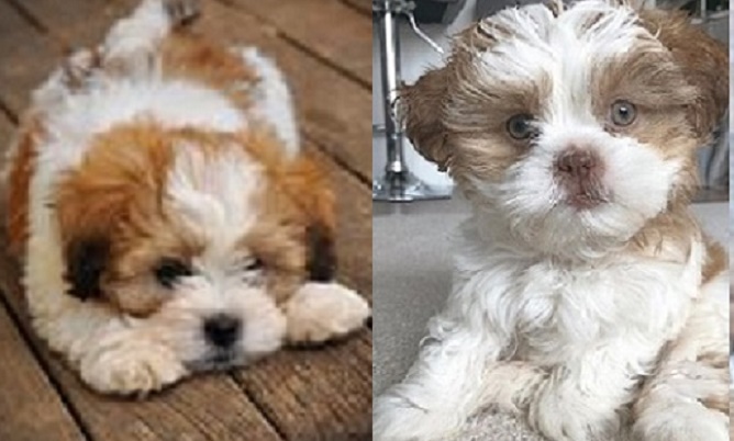 Lhasa Apso Poodle mix for sale