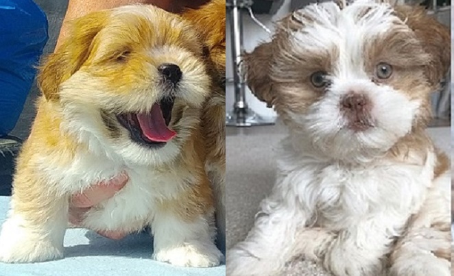 Lhasa Apso Poodle mix puppies for sale near me