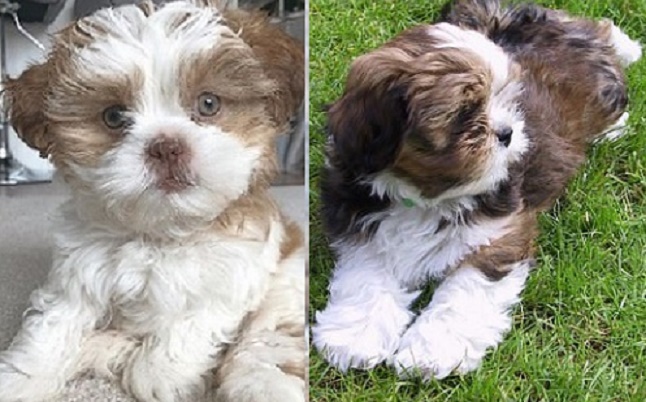 Lhasa Apso Shih Tzu mix for sale