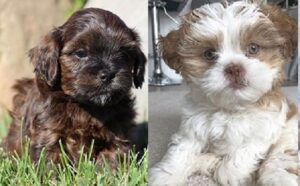 Lhasa Apso breeders in Ontario