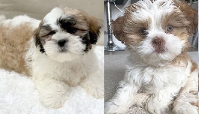 Lhasa Apso breeders nearby