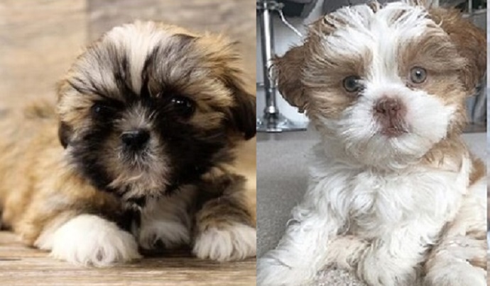 Lhasa Aapso dogs for sale nearby