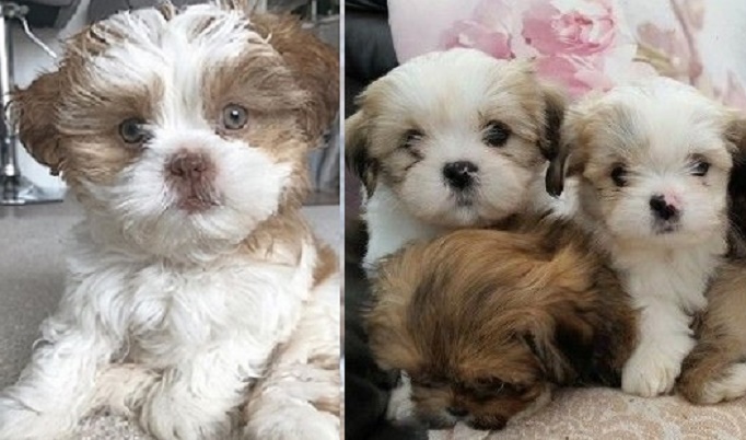 Lhasa Apso price