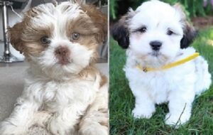 Lhasa Apso puppies available nearby