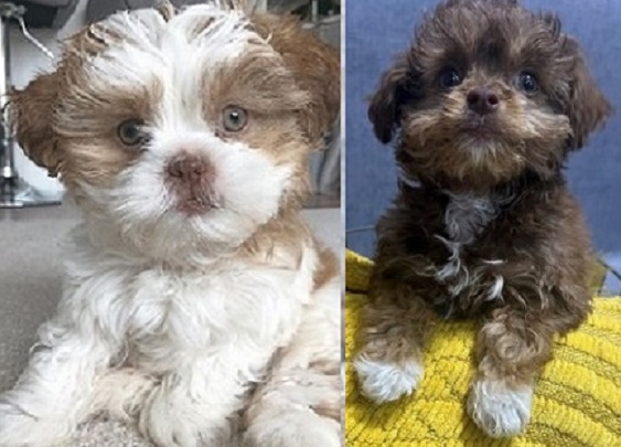Lhasa Apso puppies available