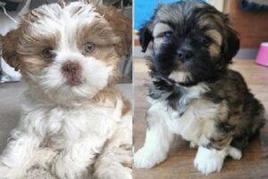 Lhasa Apso puppies for sale near me