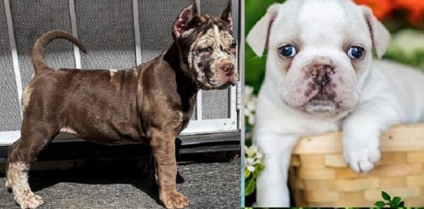 Price of King Cane Corso Dogs