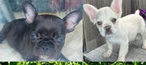 Puppies Near Me French Bulldog