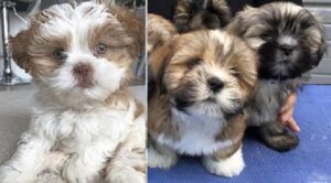 Purchase Lhasa Apso puppy nearby