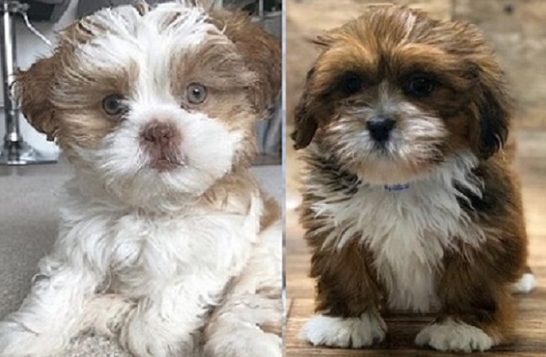 Purchase a Lhasa Apso puppy
