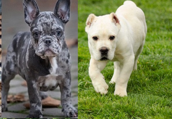 White Cane Corso Puppies for sale