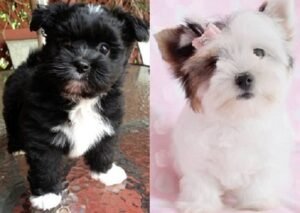 Breeders of Lhasa Apso dogs