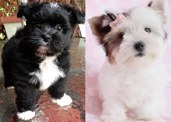 Breeders of Lhasa Apso dogs