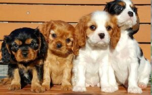 Cavalier King Charles Spaniel