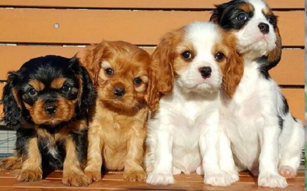 Cavalier King Charles Spaniel for sale