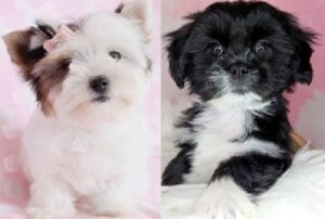 Cost of Lhasa Apso