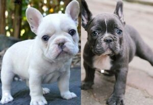 French Bulldog female puppies for sale