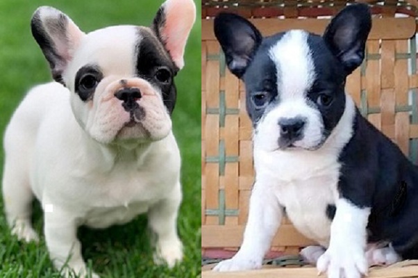 Frenchton Frenchie