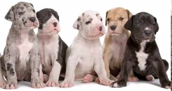 Puppies for sale