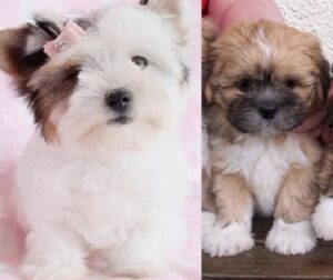 KC registered Lhasa Apso