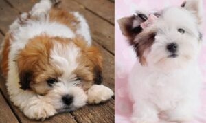 KC registered Lhasa Apso for sale