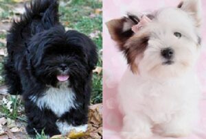 Kennel Club Lhasa Apso puppies for sale