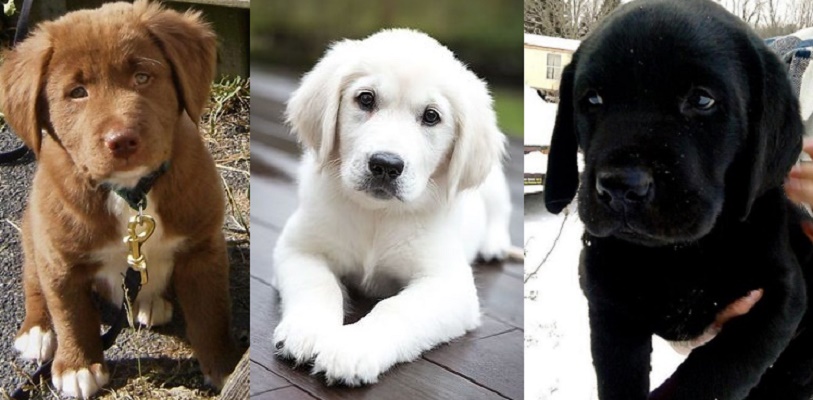 Labrador Retriever Golden Retriever