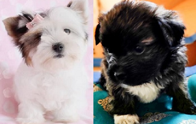 Lhasa Apso-Chihuahua cross puppies for sale