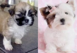 Lhasa Apso Cocker Spaniel mix puppies for sale