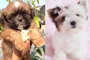Lhasa Apso-Poodle mixed breed puppies available for purchase