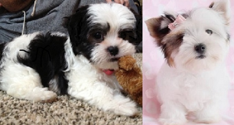 Lhasa Apso Shih Tzu mix dogs for sale