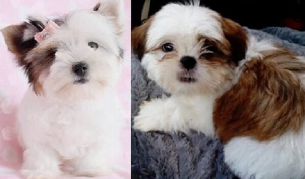 Lhasa Apso available near me