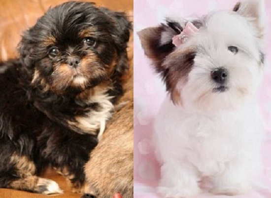 Lhasa Apso breeders near me