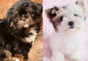 Lhasa Apso cross Jack Russell puppies available for purchase