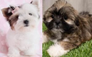 Lhasa Apso cross Shih Tzu for sale
