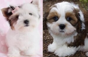 Lhasa Apso cross Shih Tzu puppies for sale