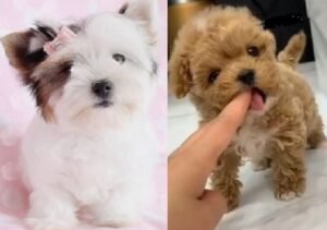 Lhasa Apso cross Toy Poodle for sale