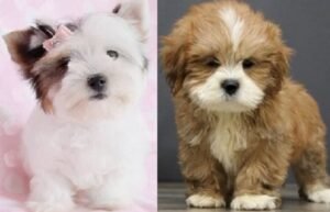 Lhasa Apso cross Yorkie for sale